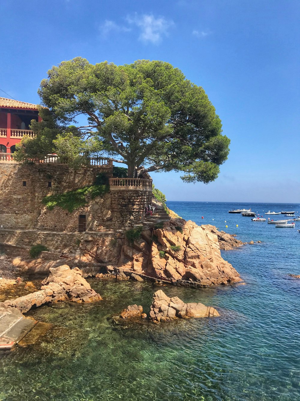 green tree on brown rock formation near body of water during daytime