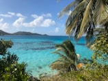 green palm tree near blue sea under blue sky during daytime