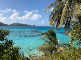 green palm tree near blue sea under blue sky during daytime