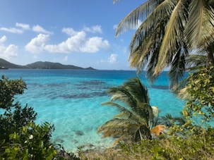 green palm tree near blue sea under blue sky during daytime