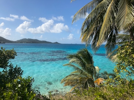 green palm tree near blue sea under blue sky during daytime