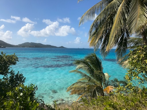 green palm tree near blue sea under blue sky during daytime