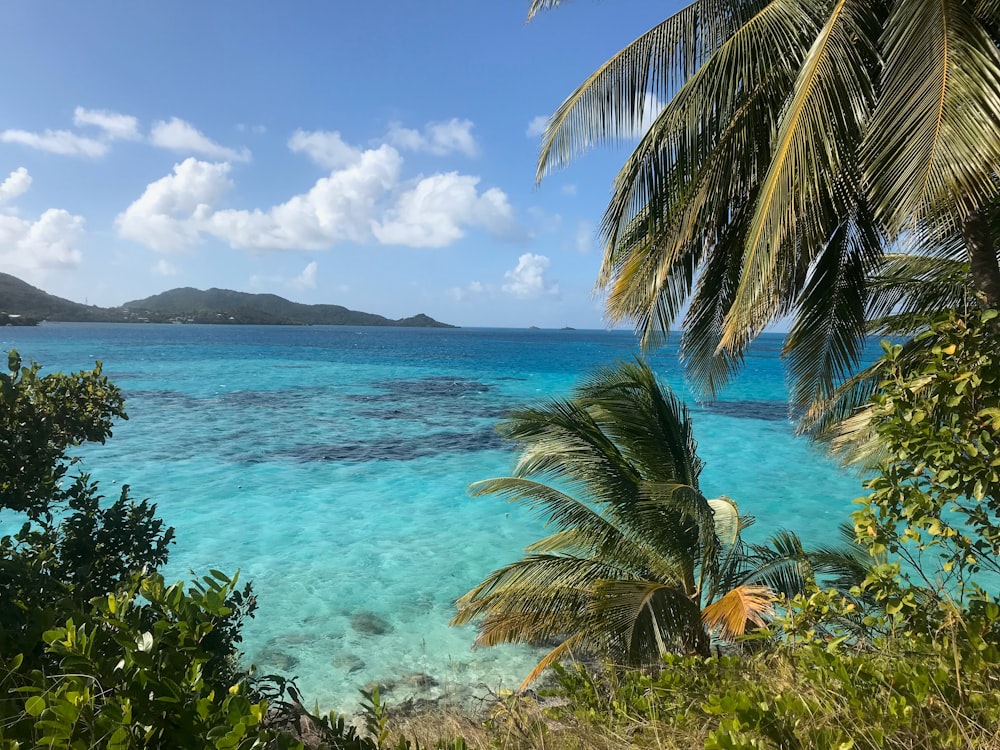 Palmera verde cerca del mar azul bajo el cielo azul durante el día