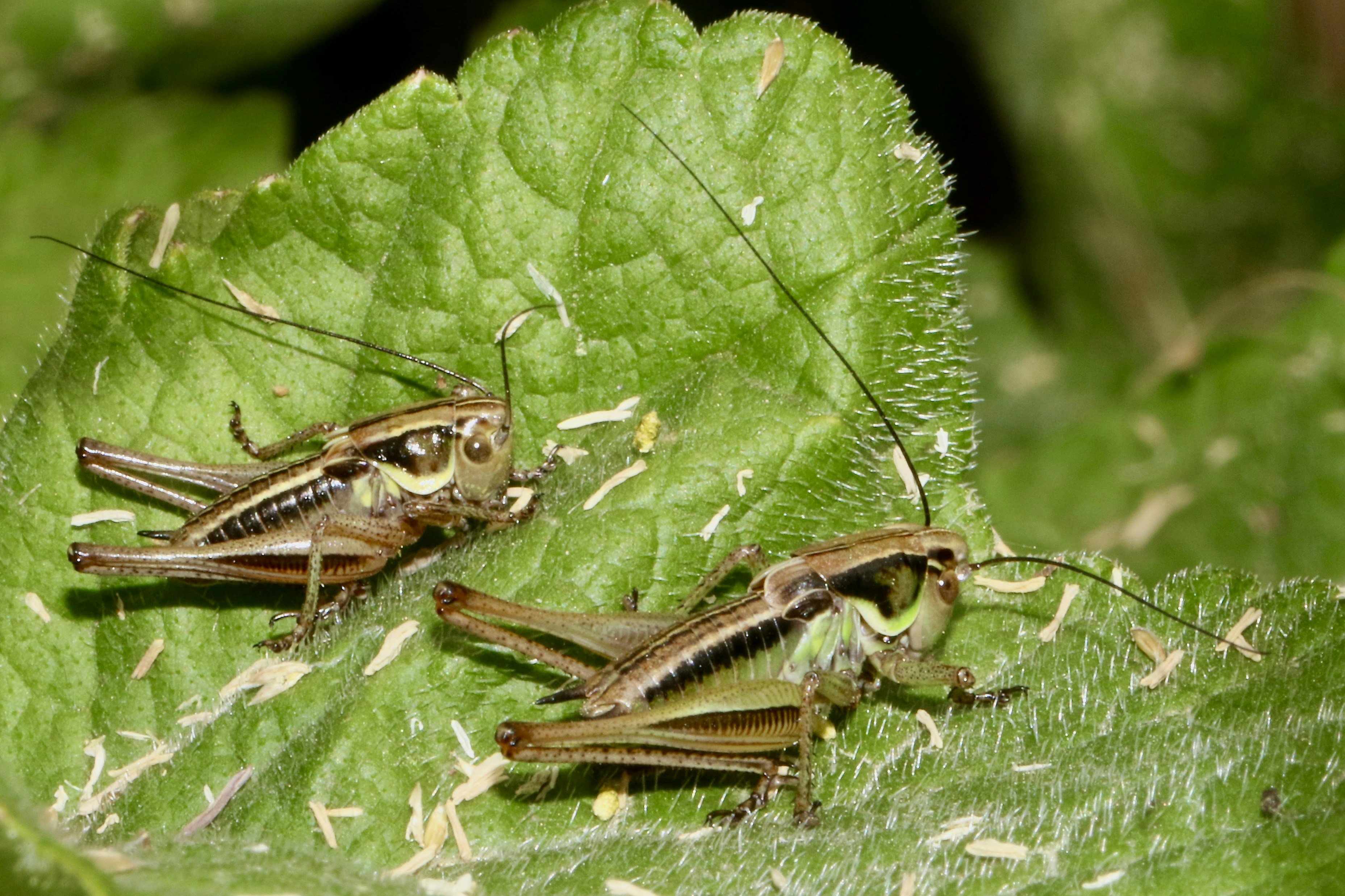 Grasshoppers Pictures Download Free Images On Unsplash