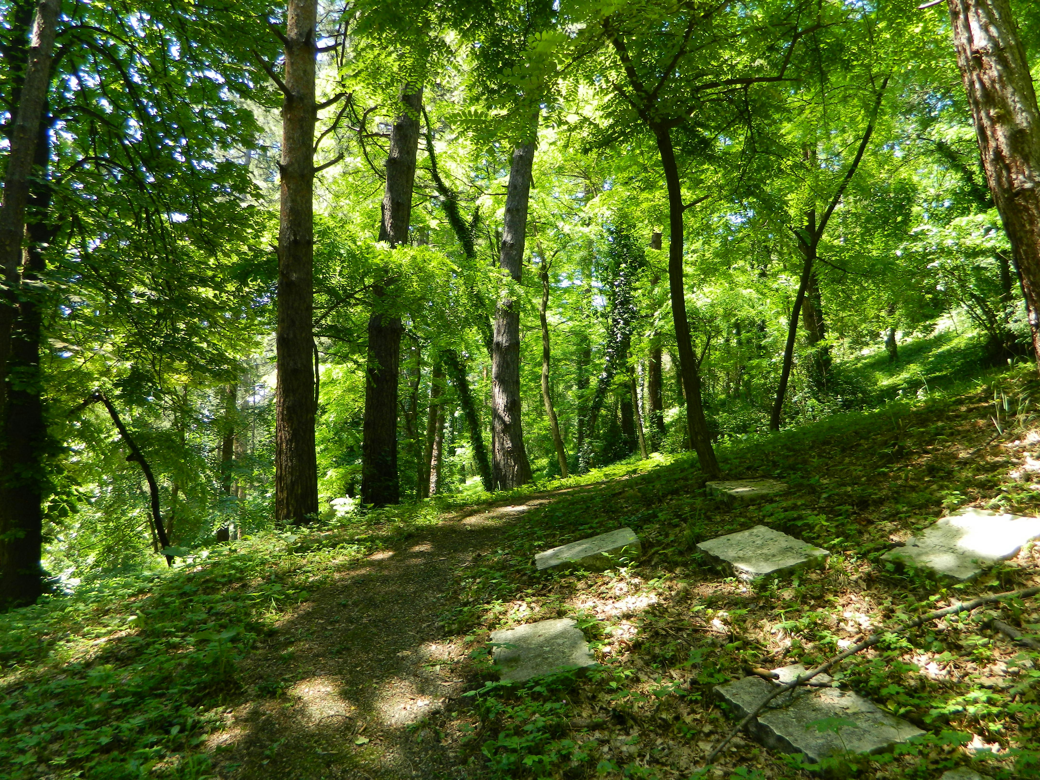 Tuzla, Bosnia and Herzegovina - Park, Trees, Path