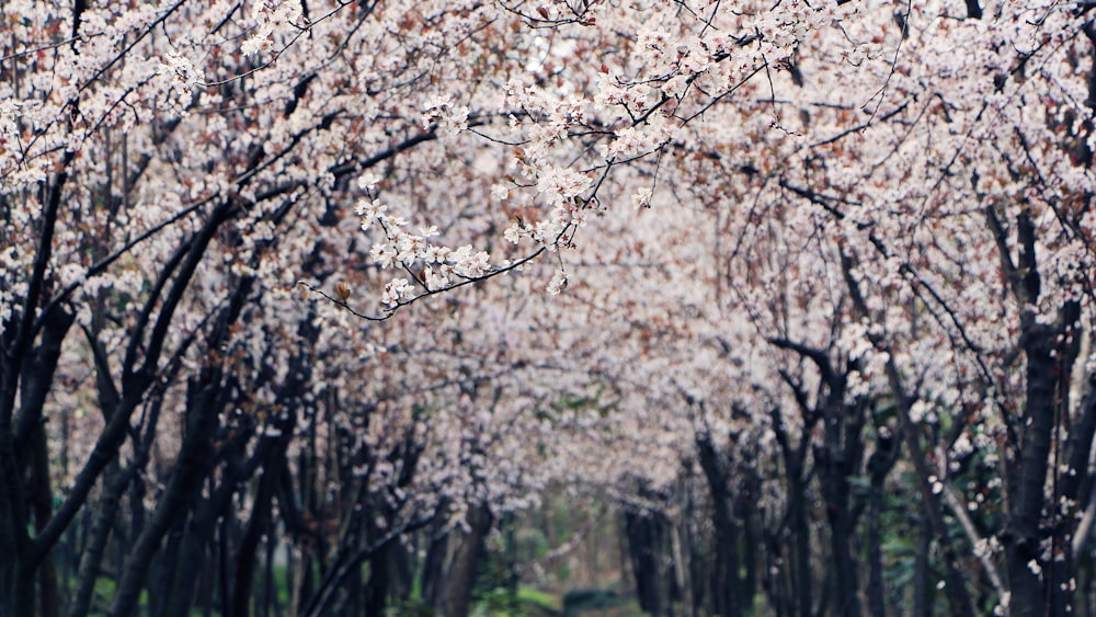 昼間のピンクの桜の木の写真 Unsplashで見つけるグレーの無料写真