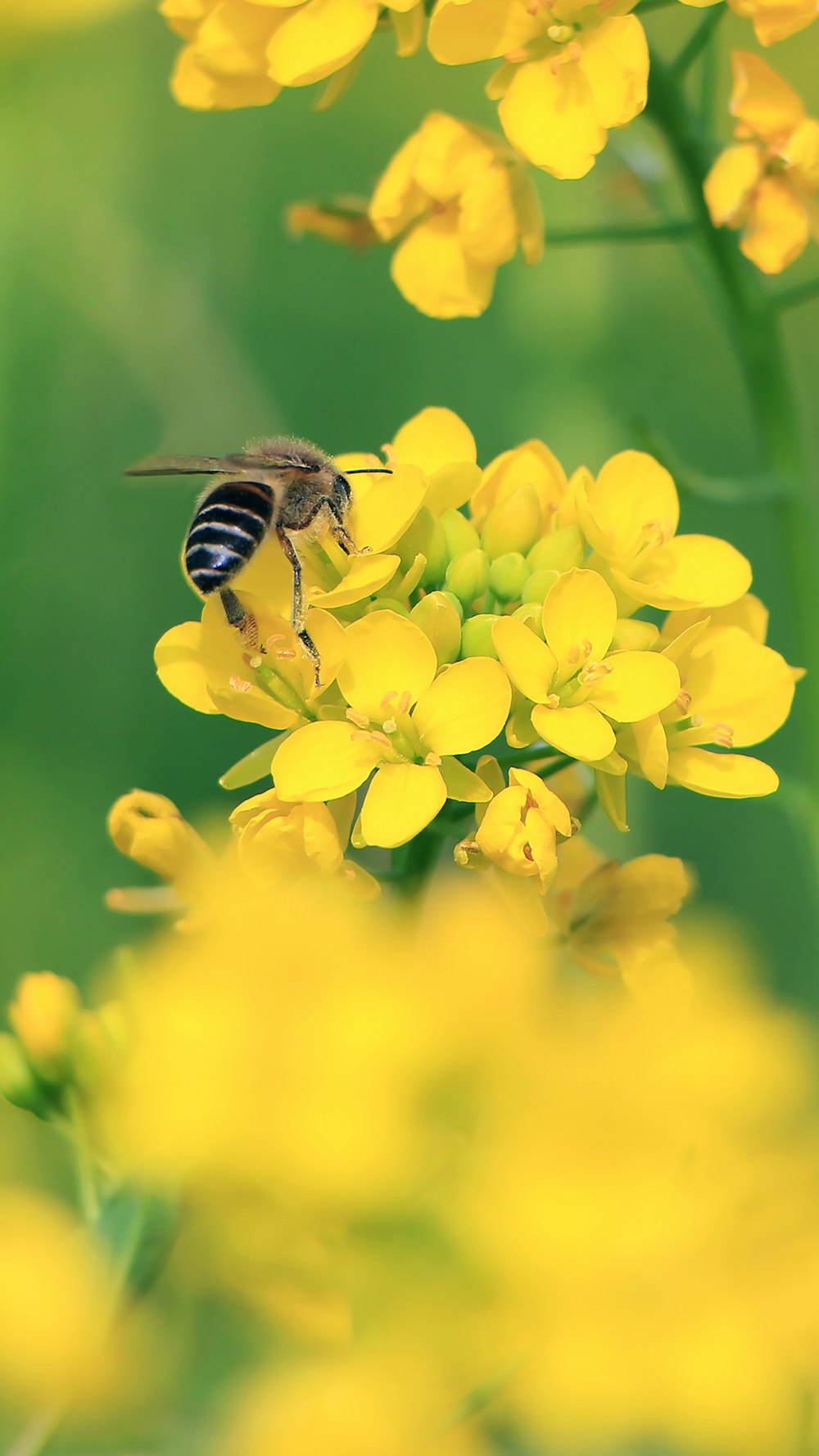 honeybee perched on yellow flower in close up photography during daytime