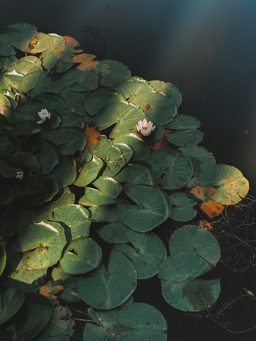 green and yellow leaves on water