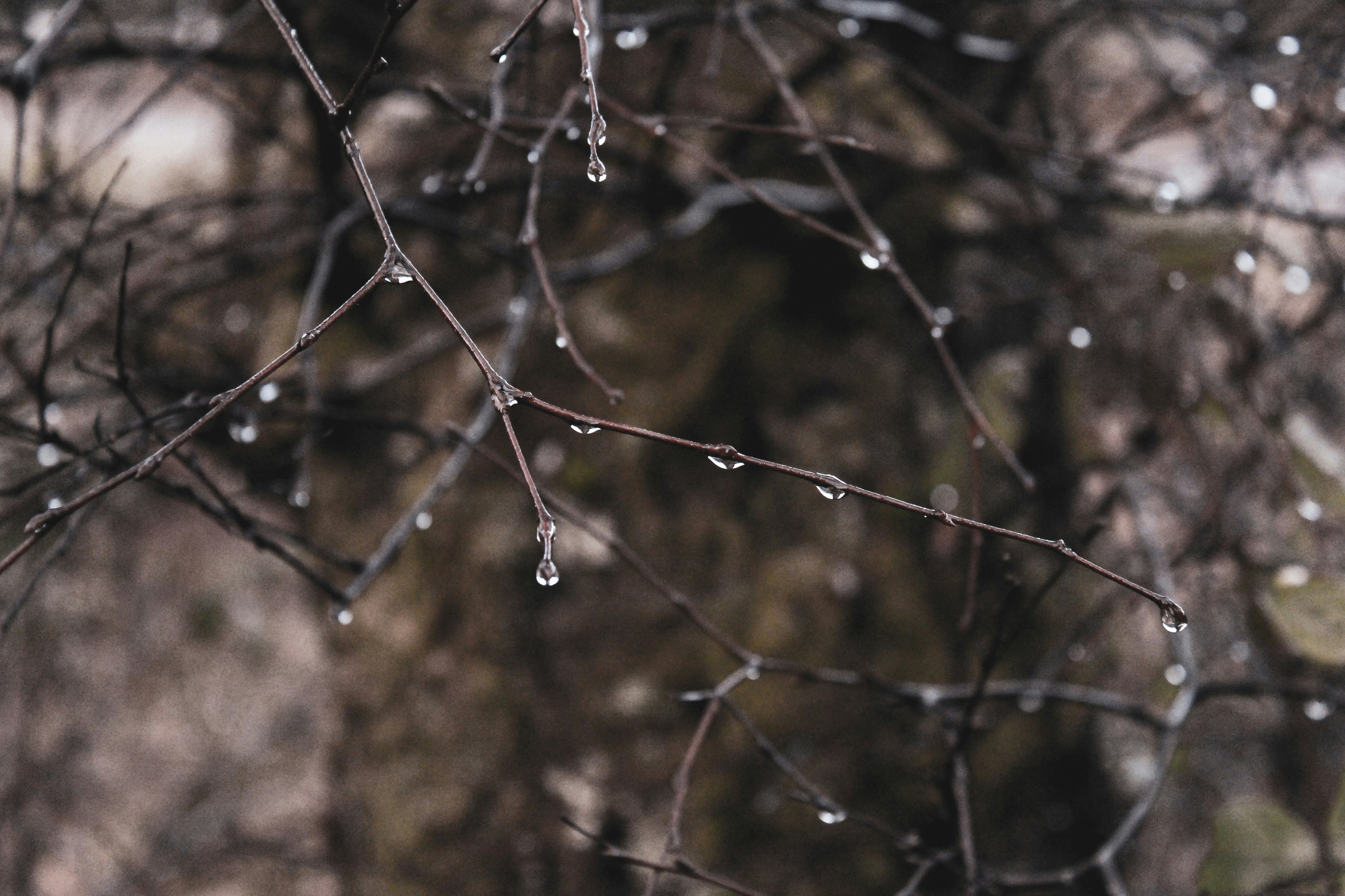 Photo by pixeldebris