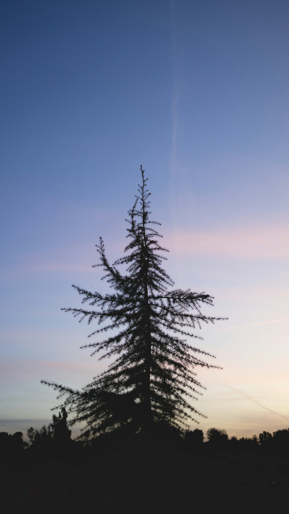 pinheiro verde sob o céu azul durante o dia