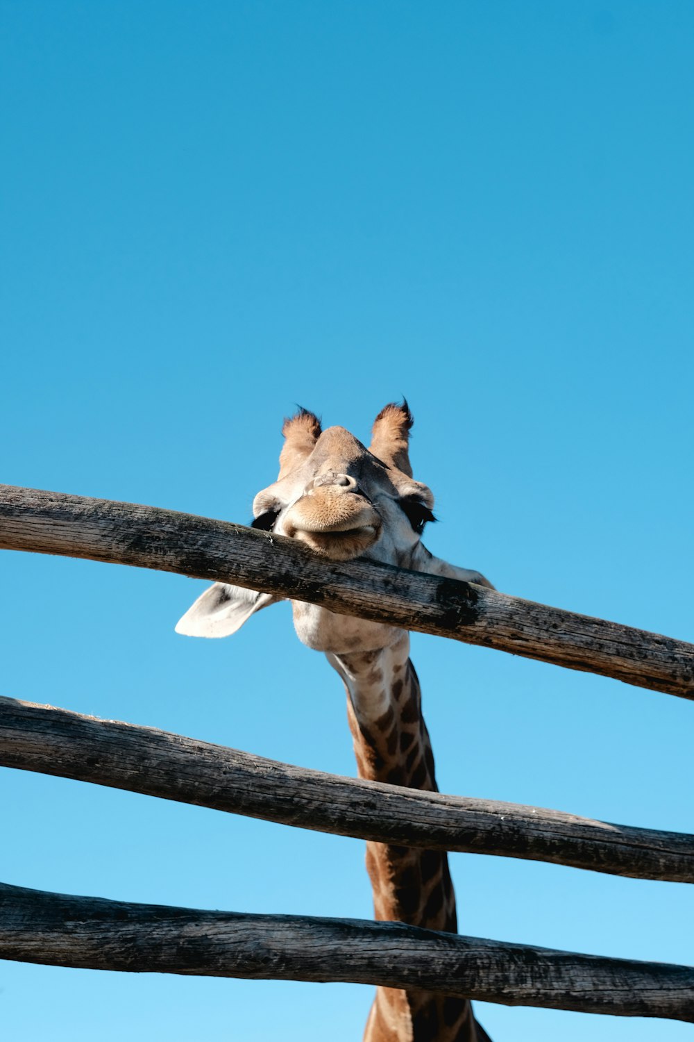 Braun-weiße Giraffe tagsüber auf braunem Holzzaun unter blauem Himmel