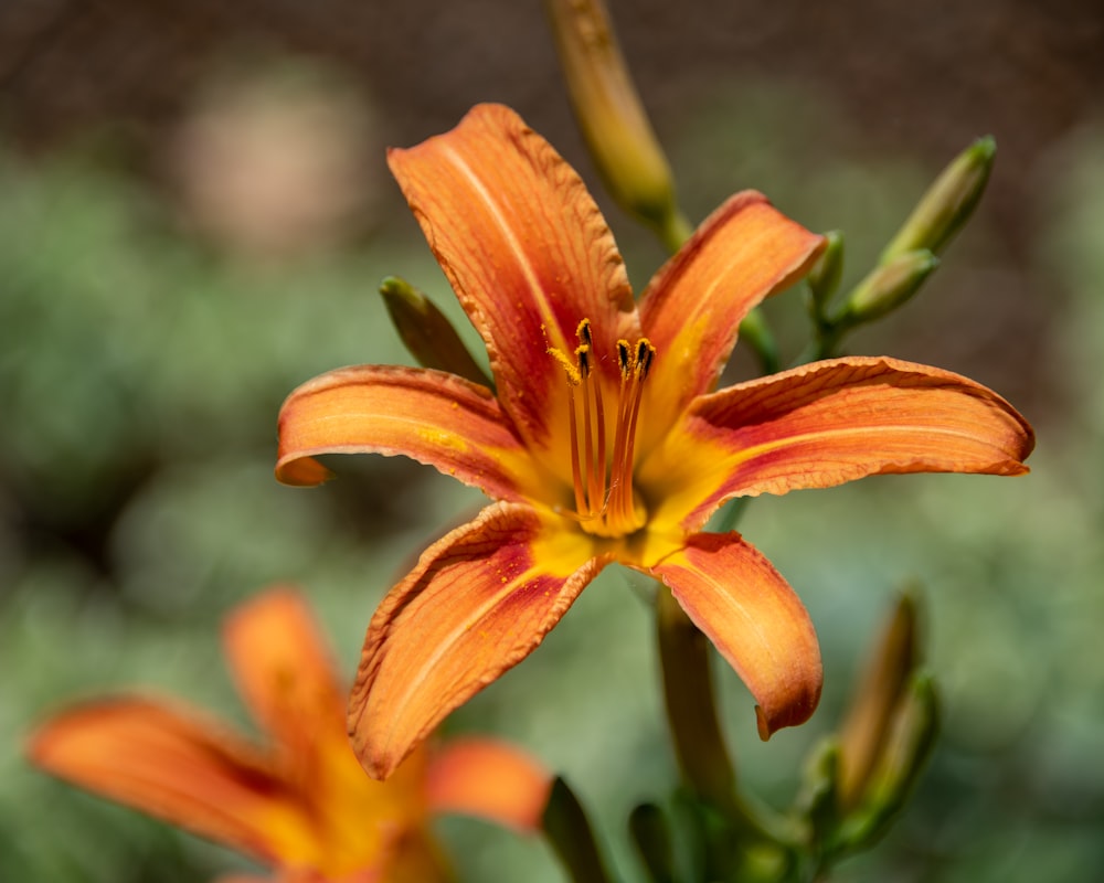 yellow and red flower in tilt shift lens