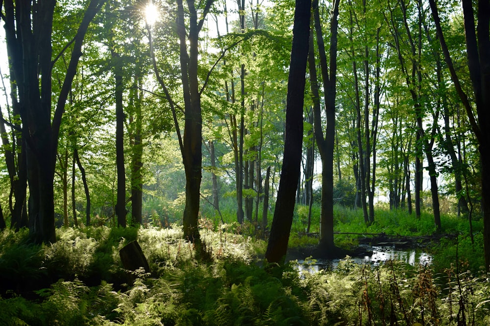 green trees near river during daytime