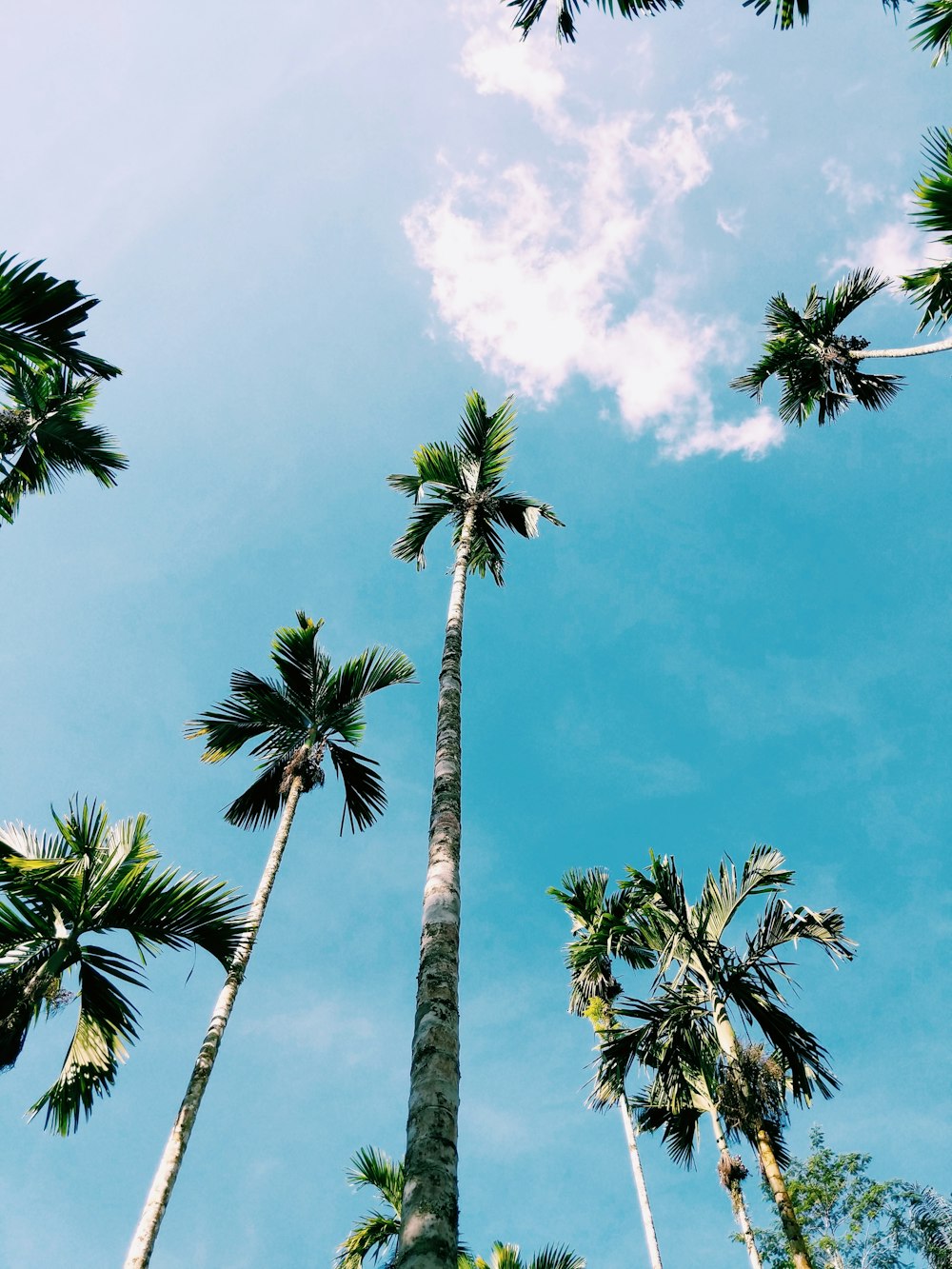 green palm tree under blue sky during daytime