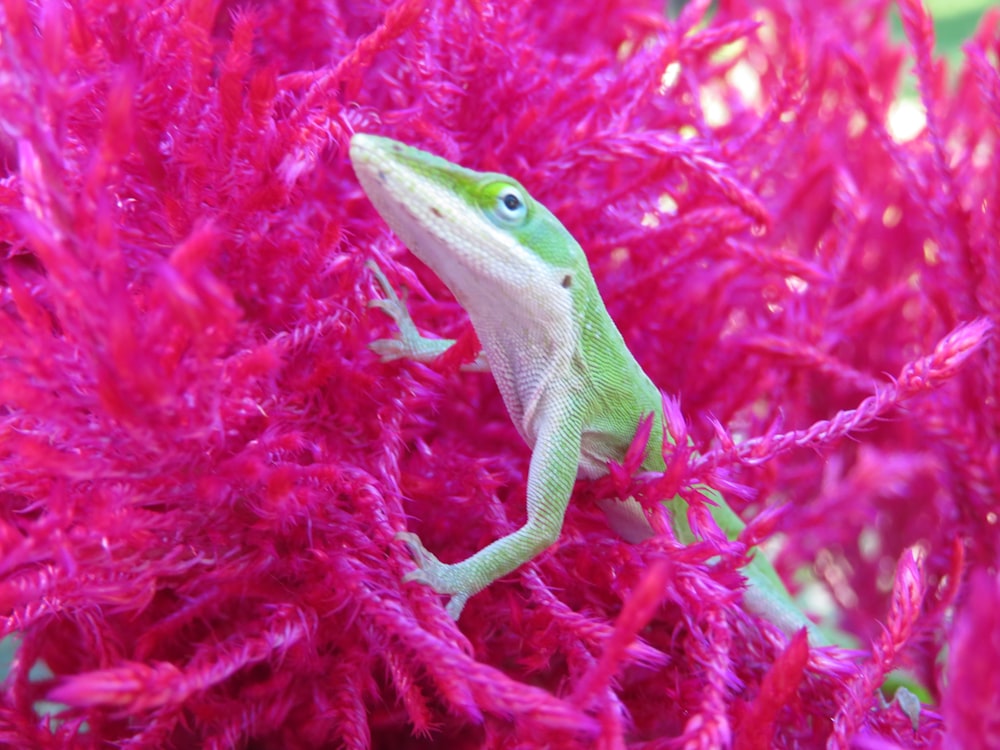 a green and white lizard sitting on top of a purple plant