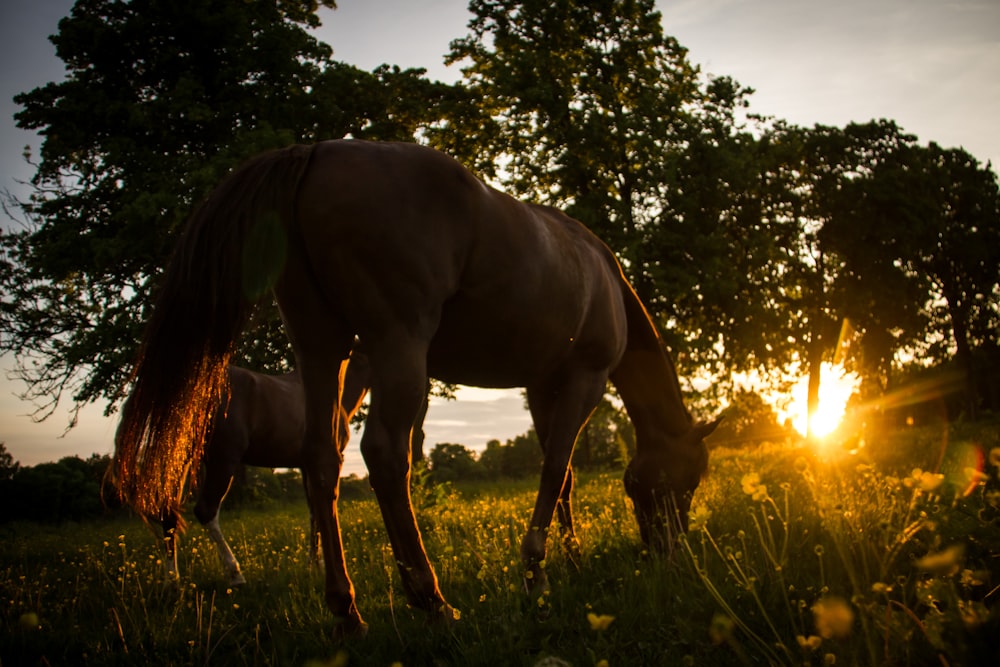 brown horse on green grass field during daytime