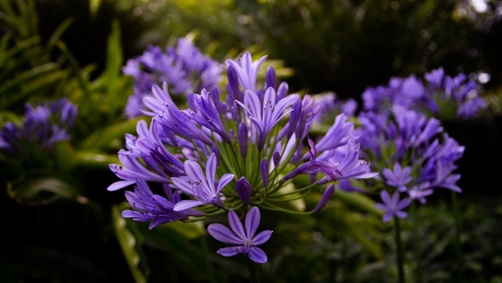 fleur violette dans une lentille à bascule