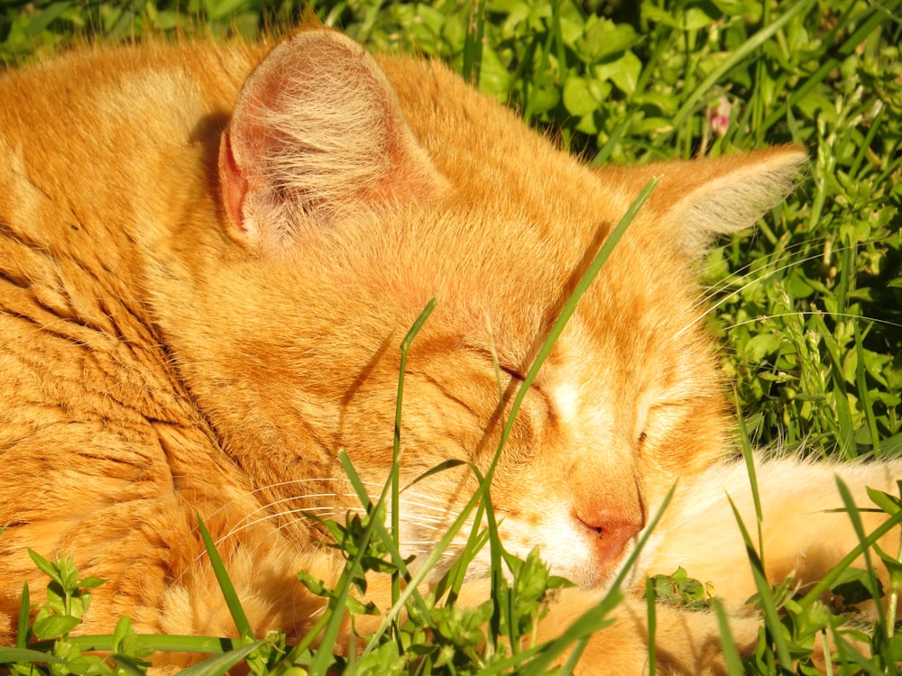 orange tabby cat lying on green grass during daytime