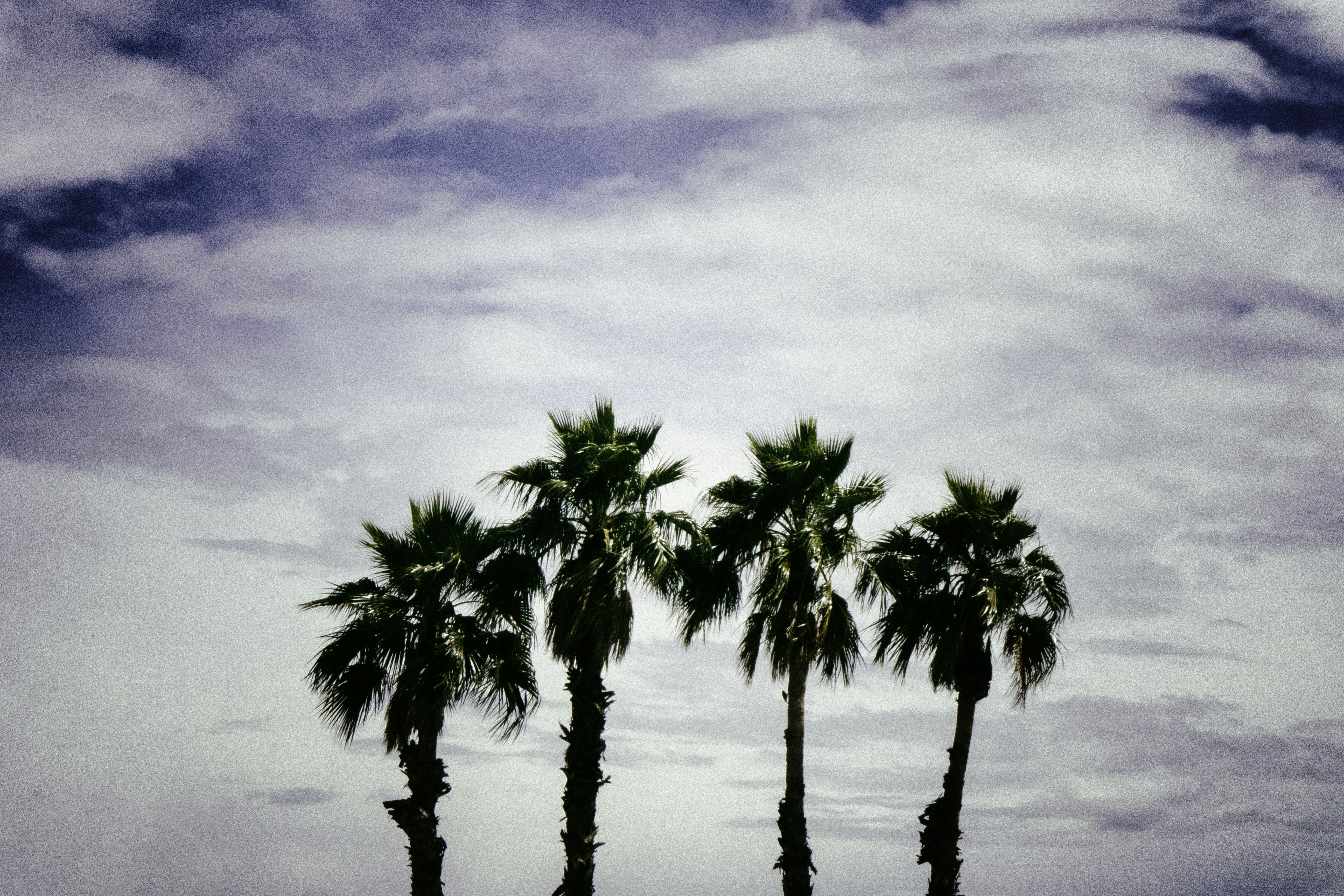 green palm tree under cloudy sky during daytime