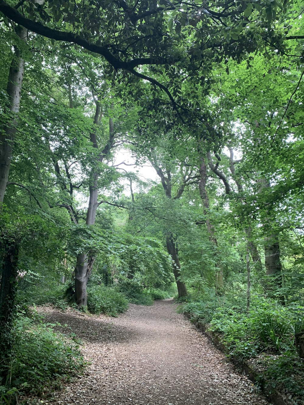 green trees on forest during daytime