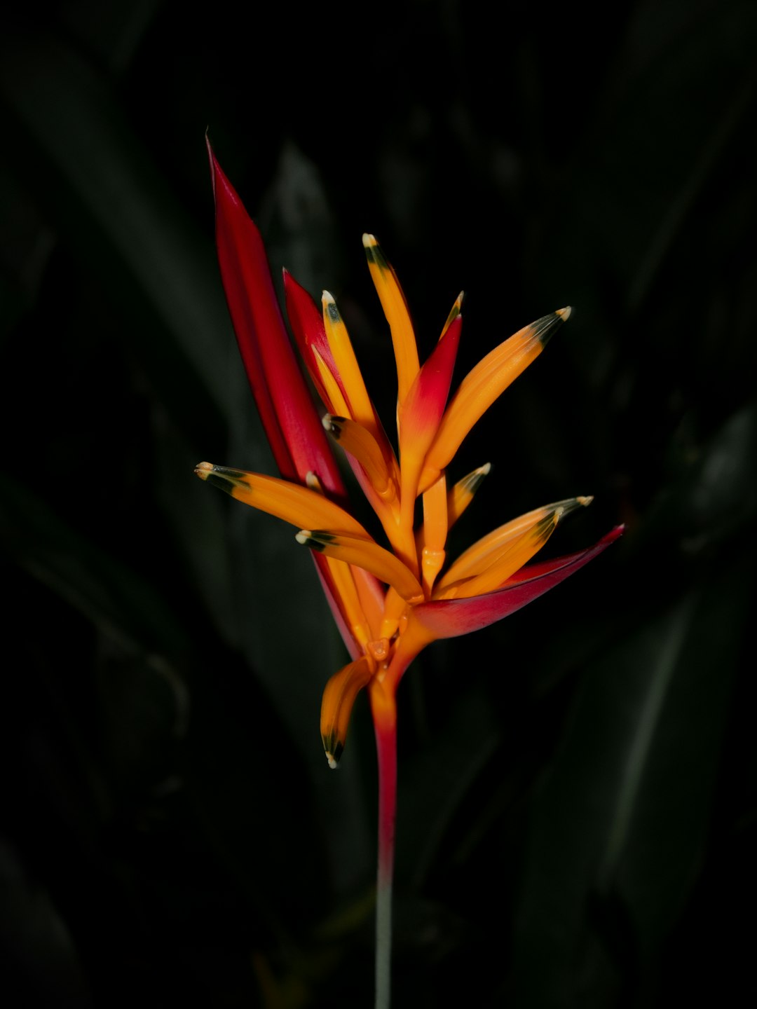 red and yellow birds of paradise in bloom