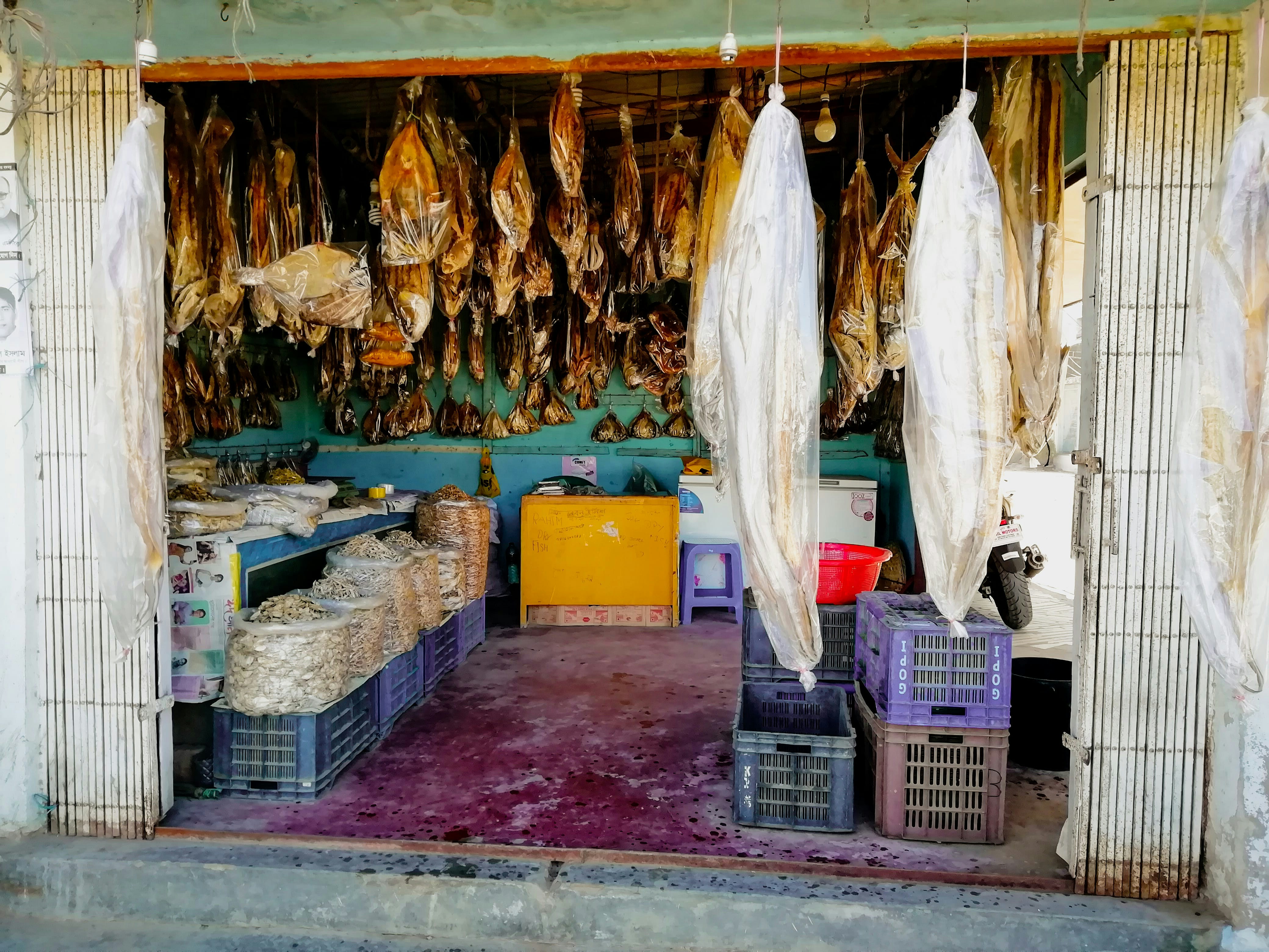 Assorted fishes display