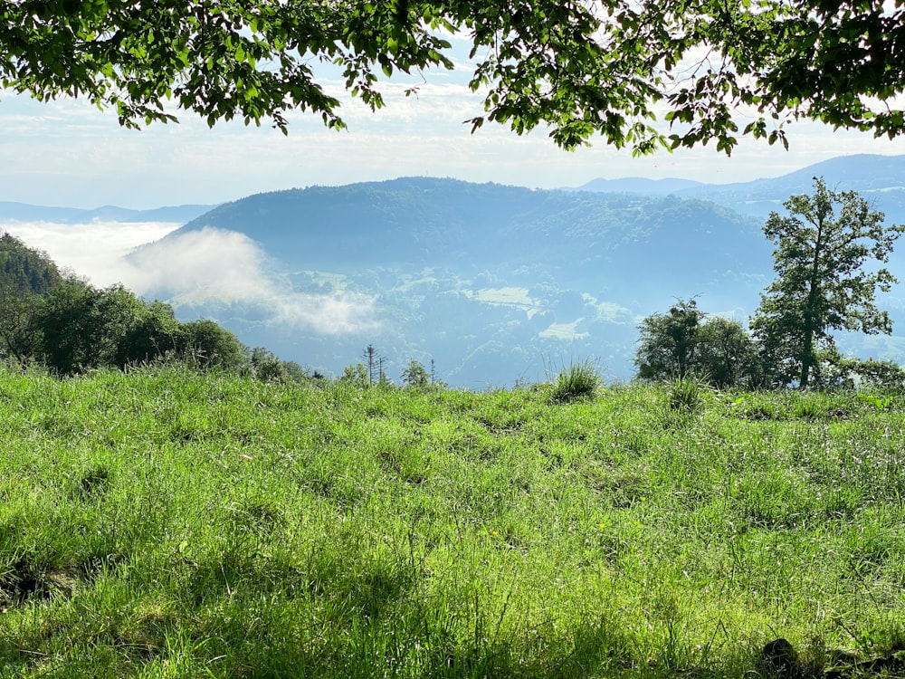 green grass field near mountain during daytime