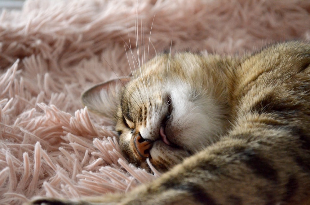 brown tabby cat lying on pink textile