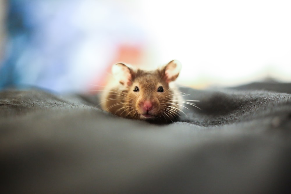 ratón marrón y blanco sobre tela negra