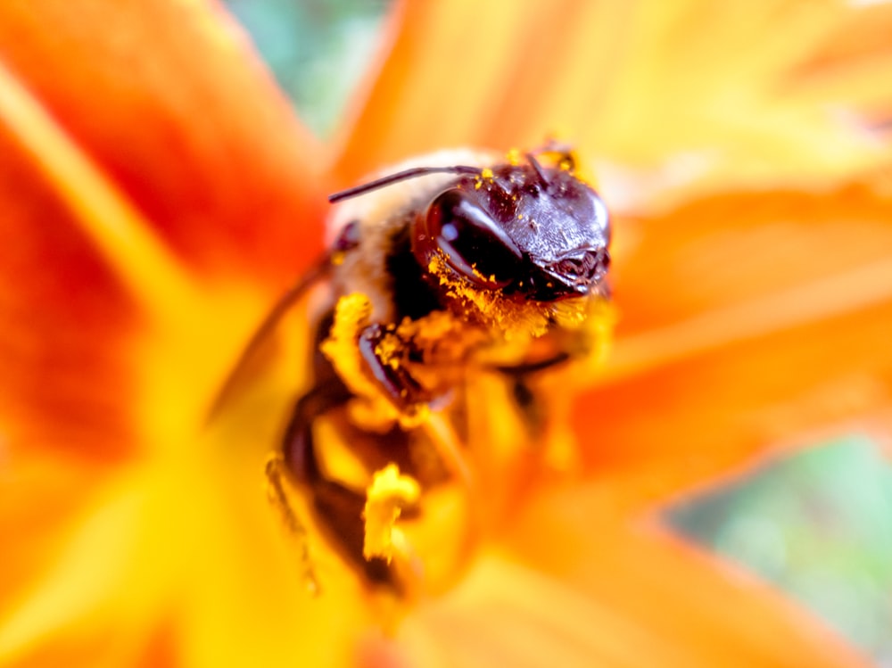 black and yellow bee on yellow flower