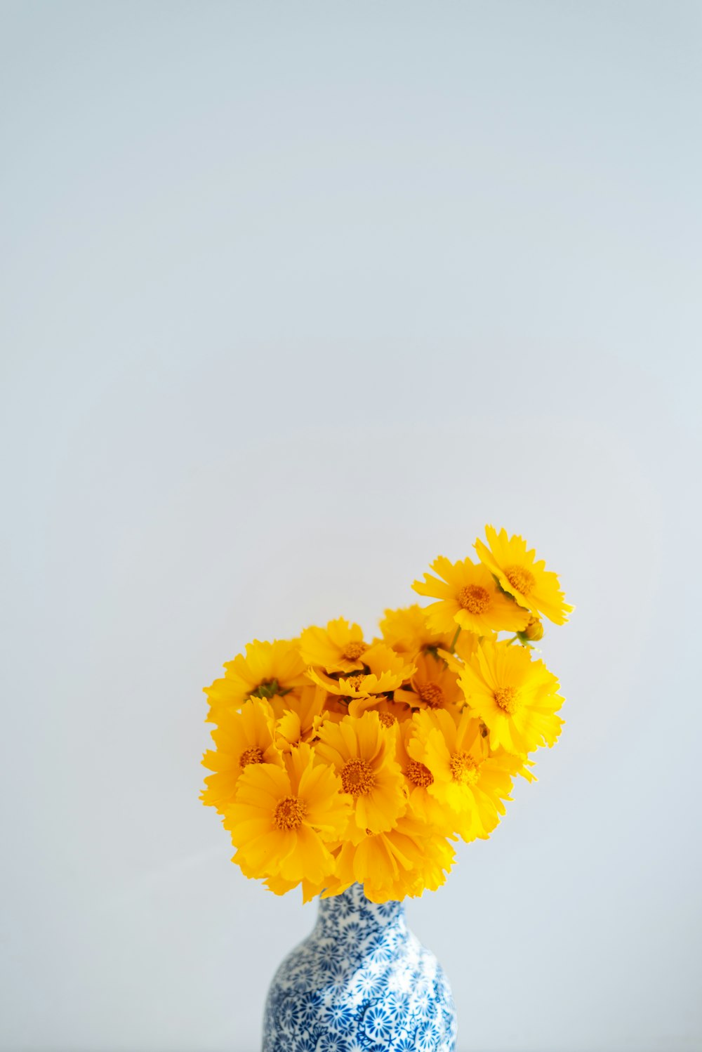 yellow flower on white background