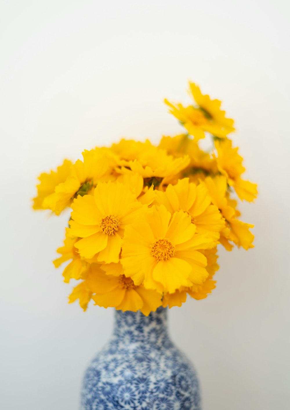 yellow flowers in white ceramic vase