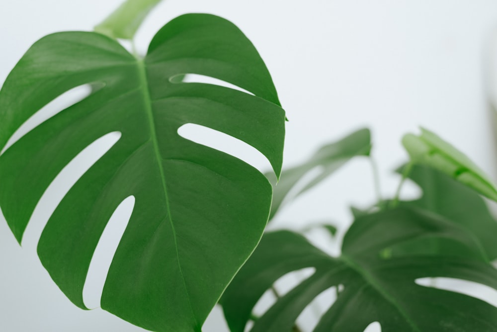 green leaf plant during daytime