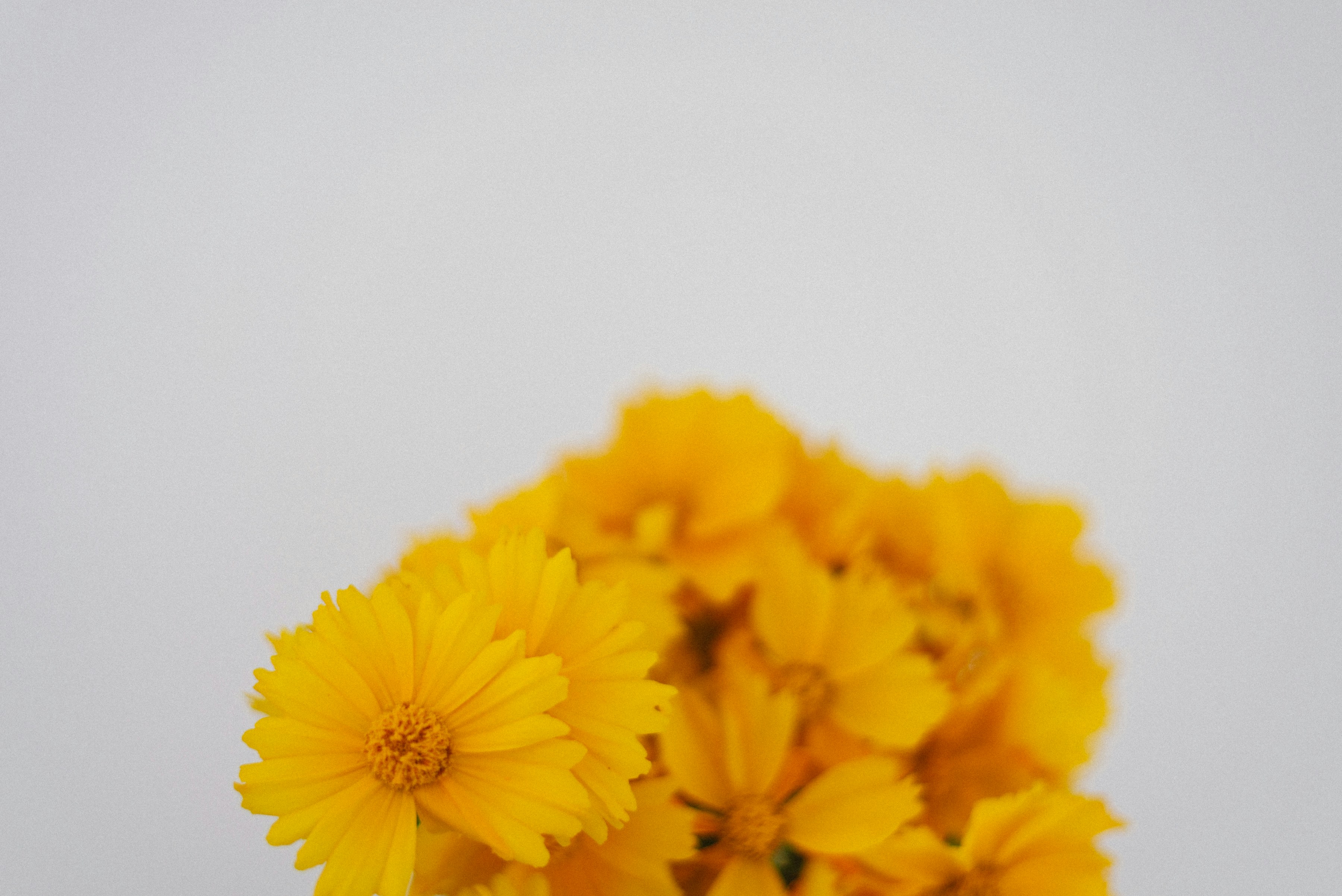 yellow flower in close up photography
