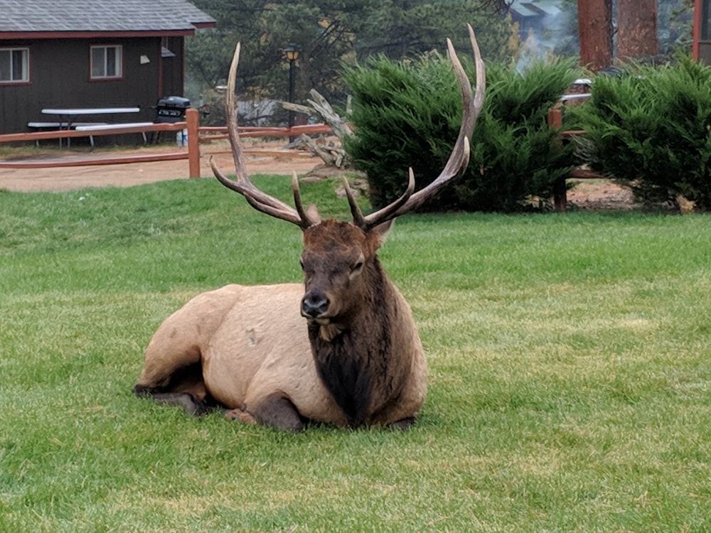 brown animal on green grass field during daytime