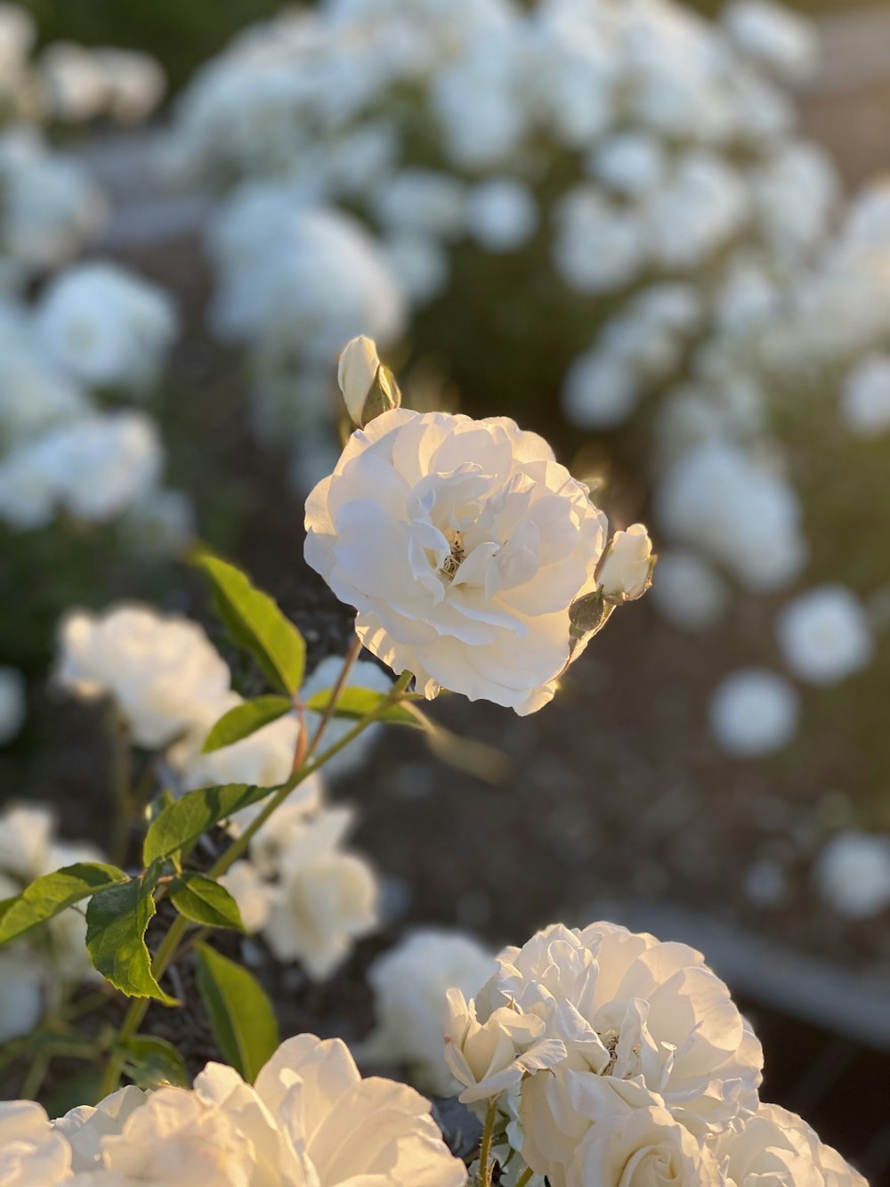 white flower in tilt shift lens