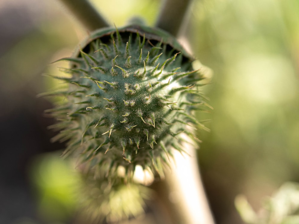 green round plant in close up photography