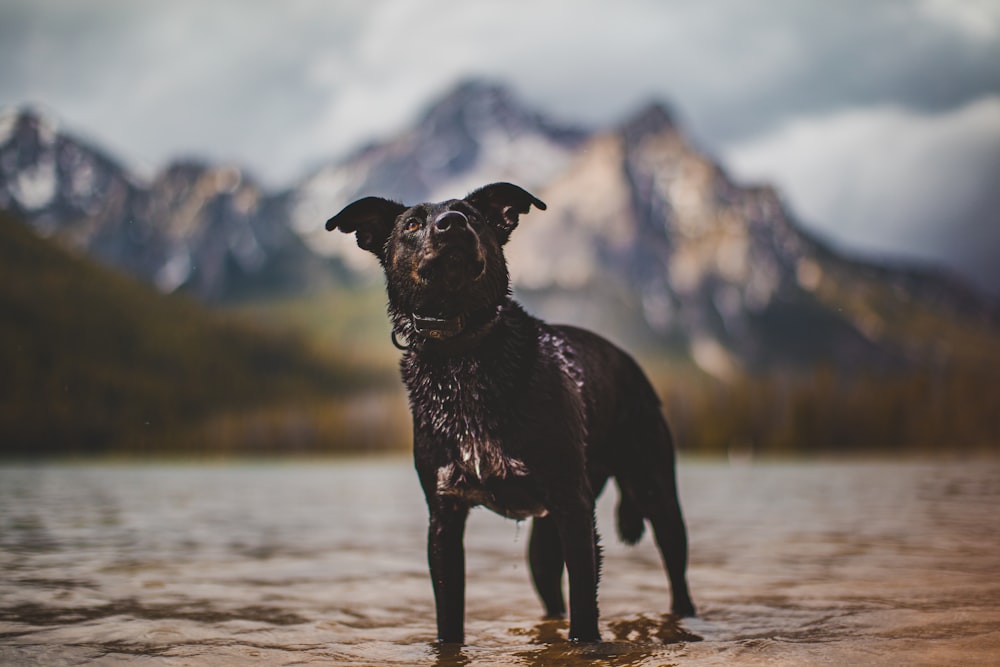 black labrador retriever puppy running on water during daytime