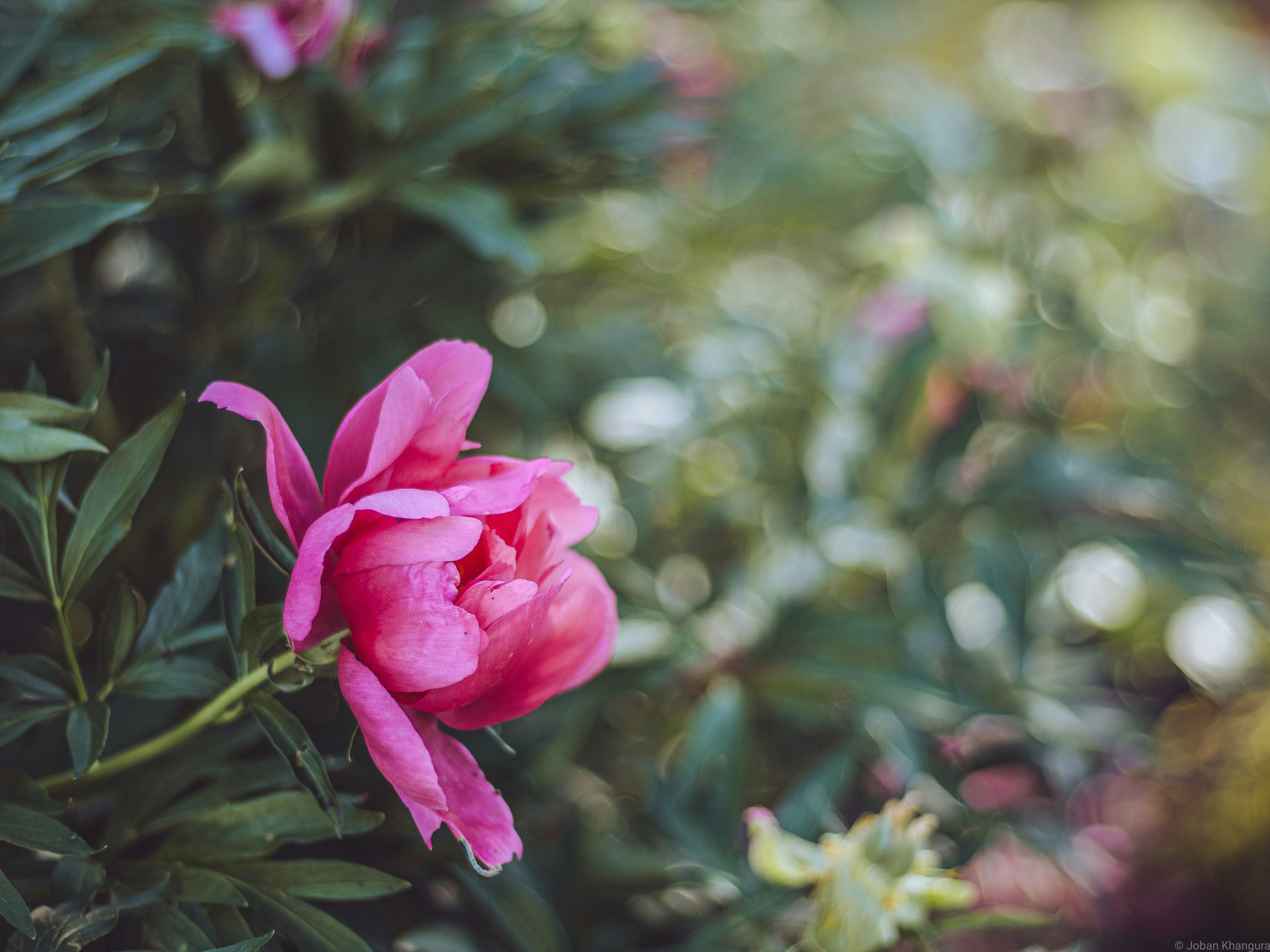 Photo by jobankhangura