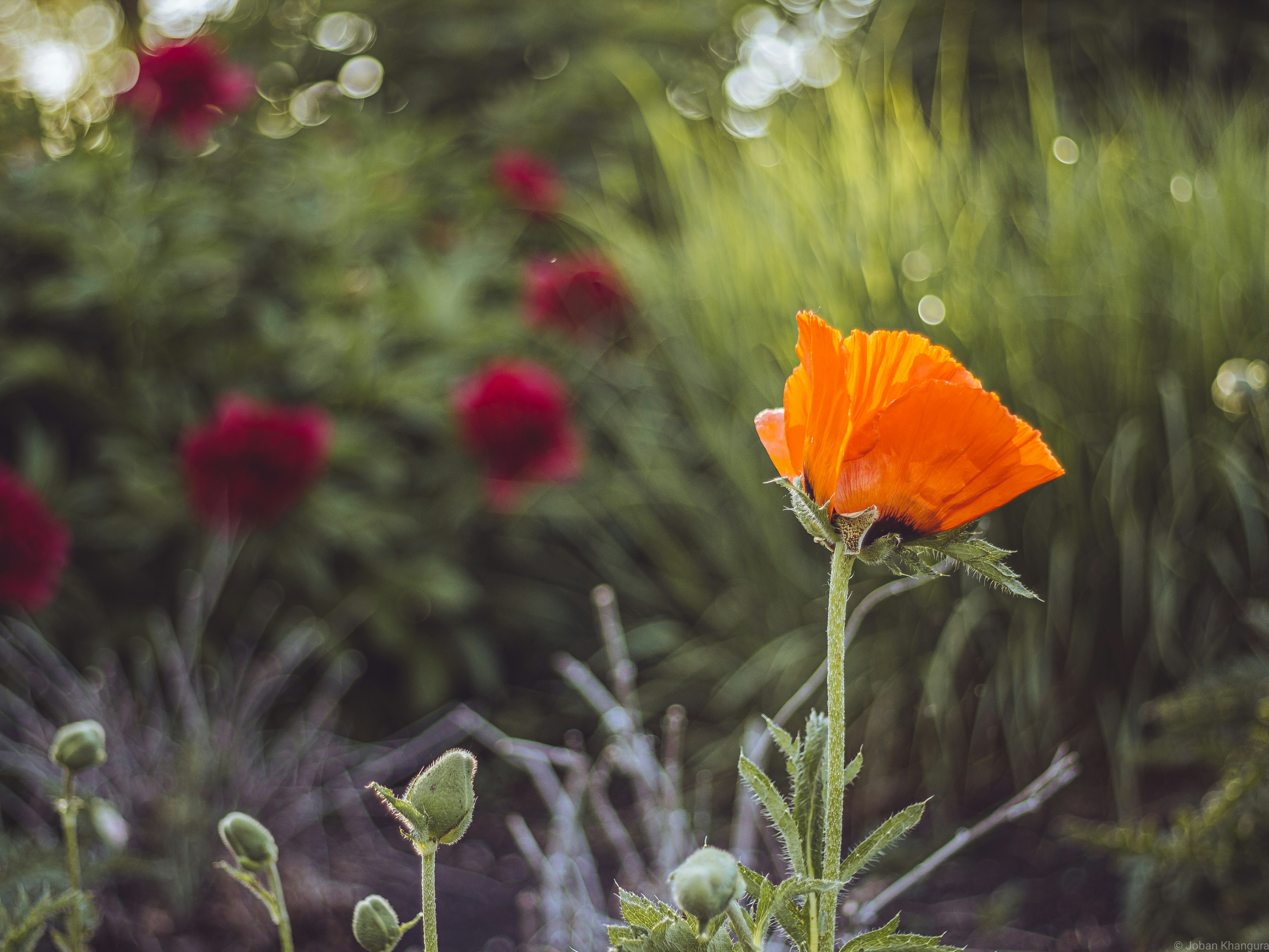 Photo by jobankhangura