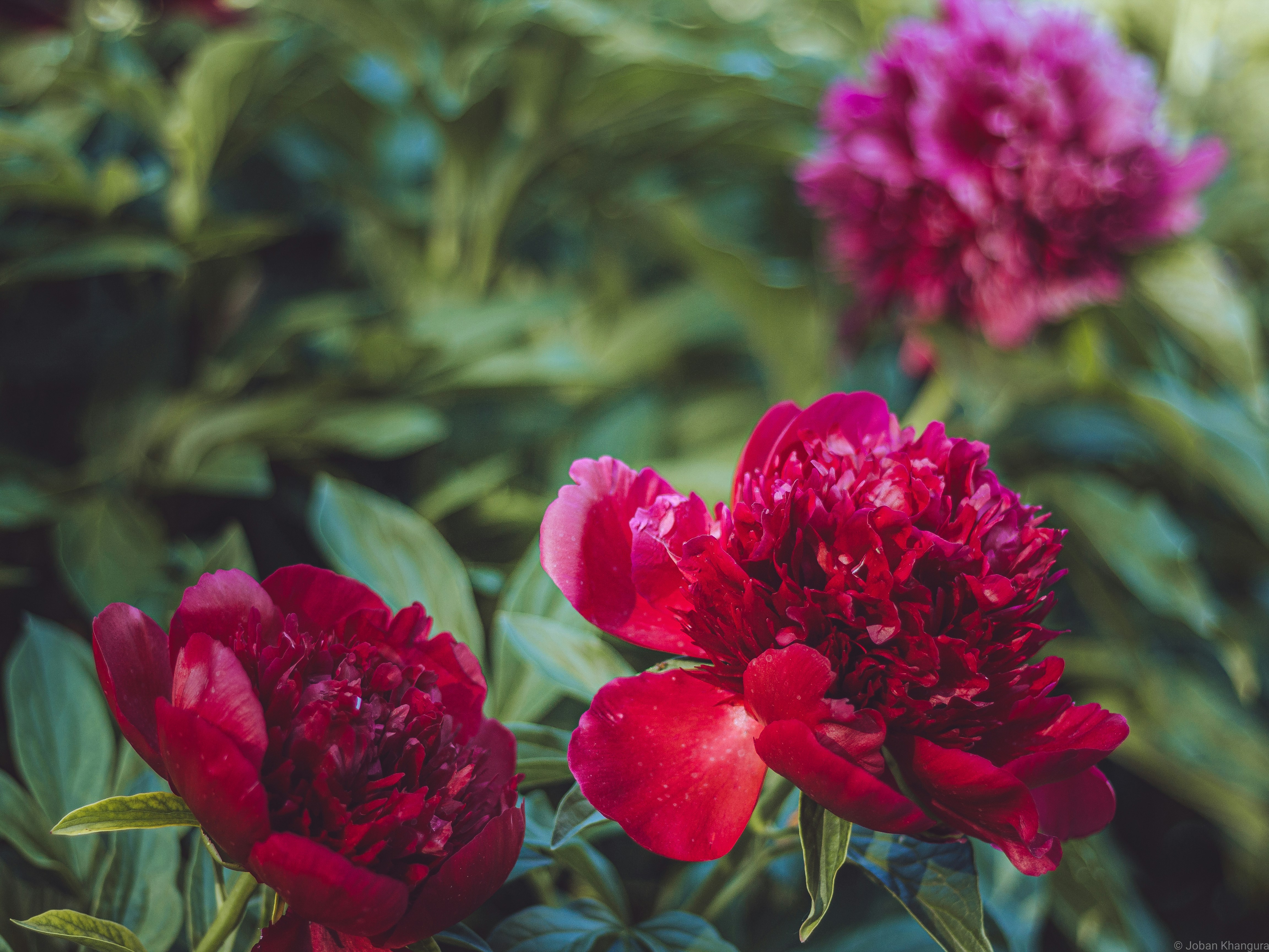 Photo by jobankhangura