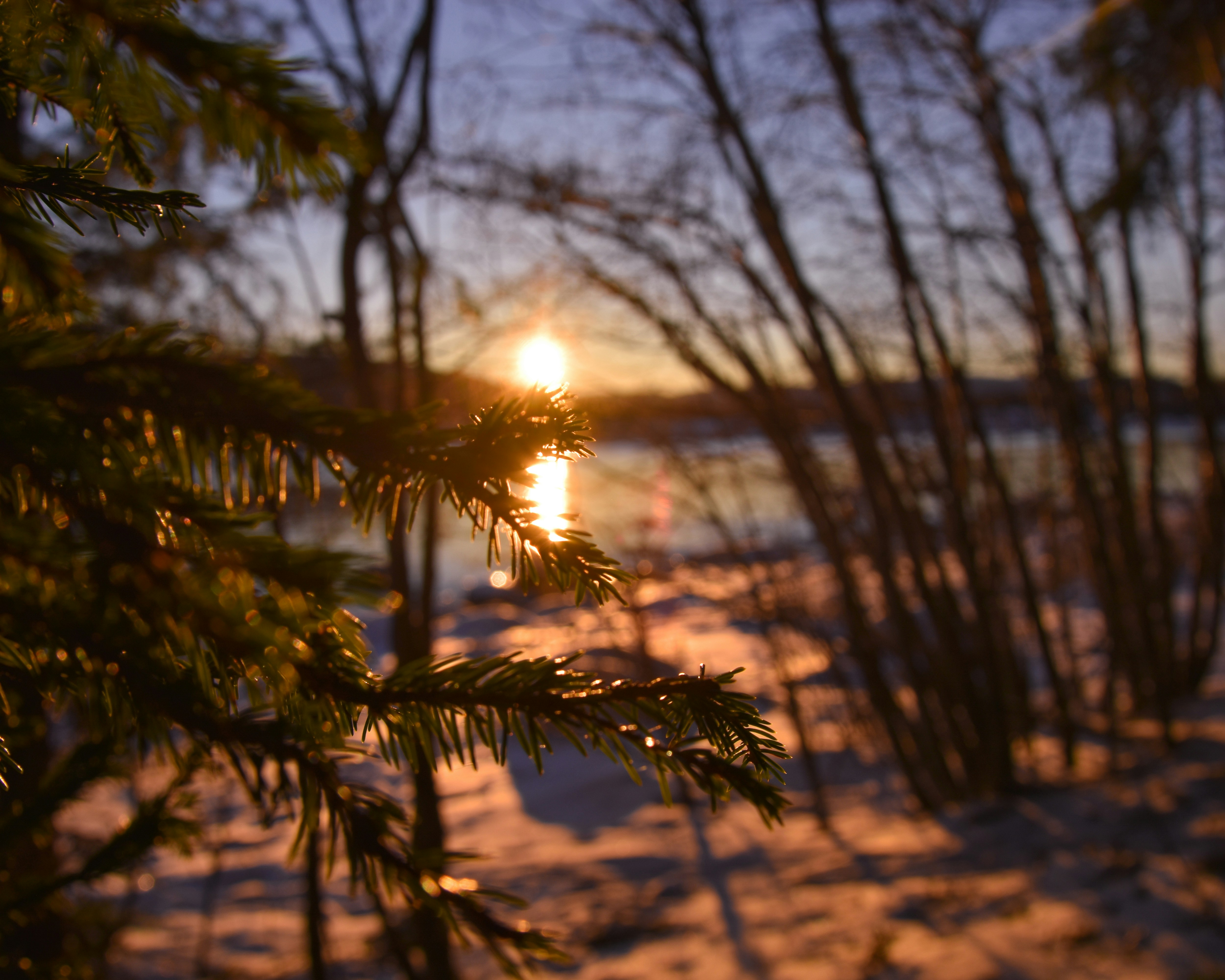 green palm tree during sunset