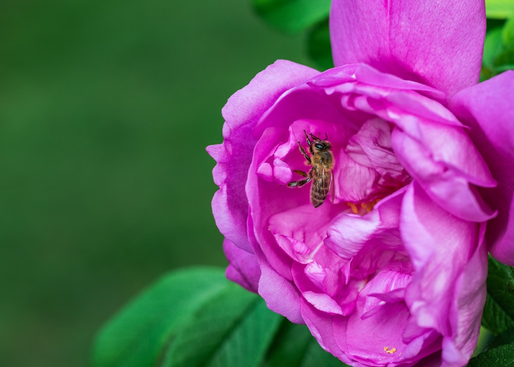 honeybee perched on purple flower in close up photography during daytime