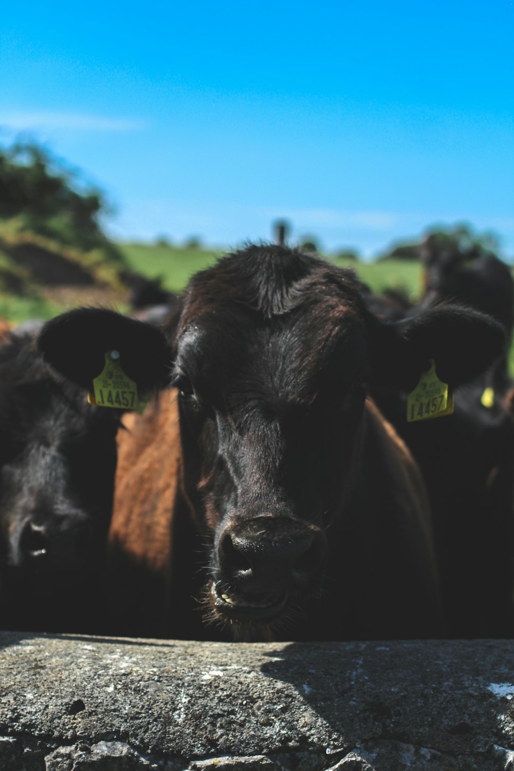 black cow on green grass field during daytime