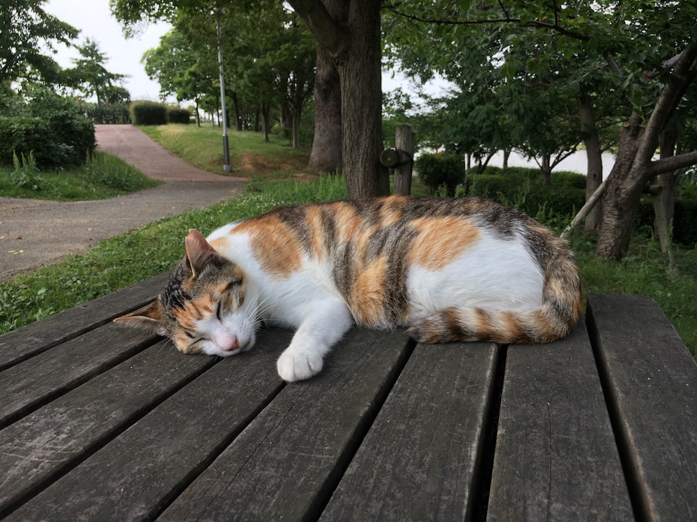 orange and white cat lying on wooden floor