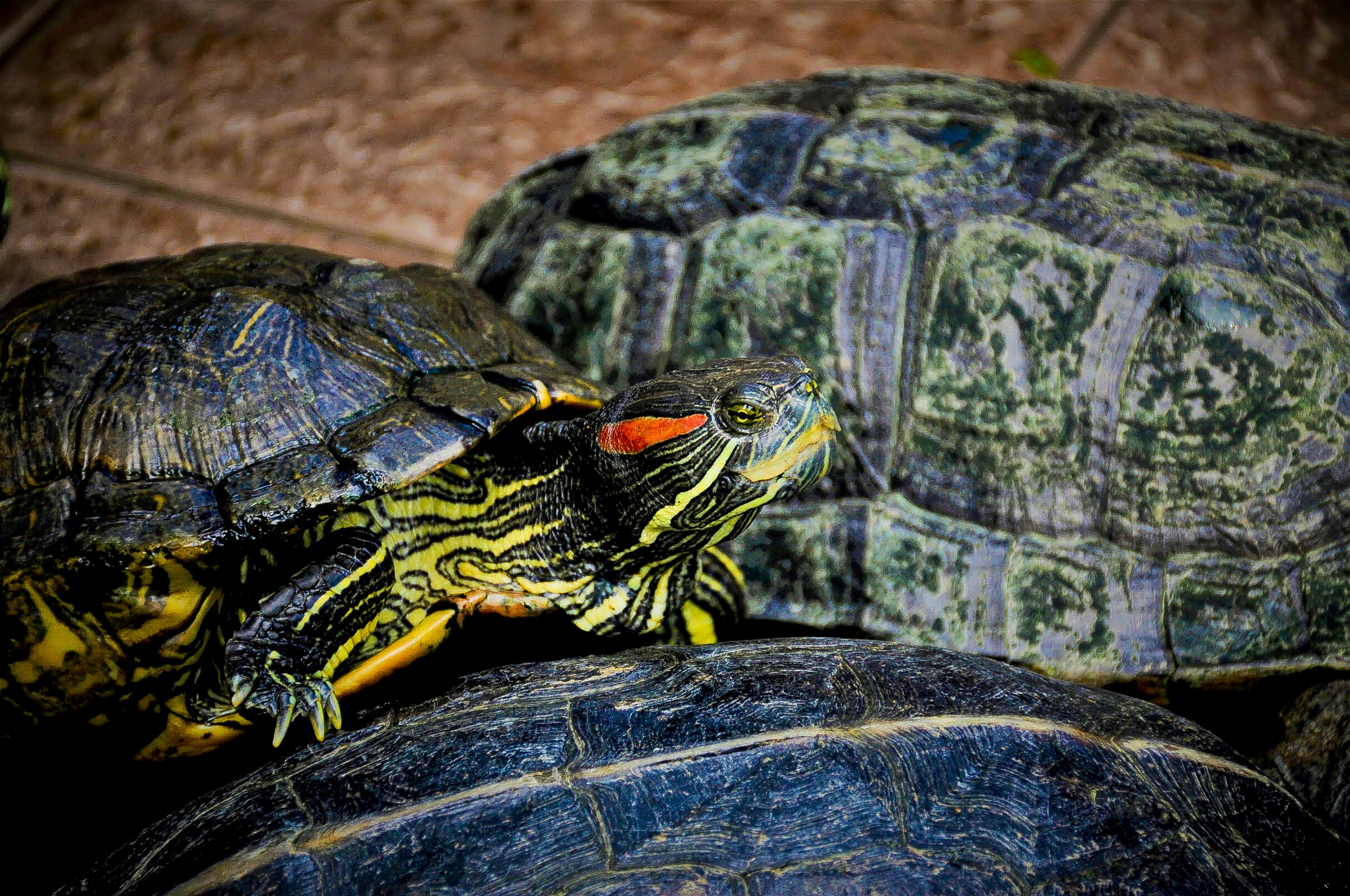 black and yellow turtle on brown sand
