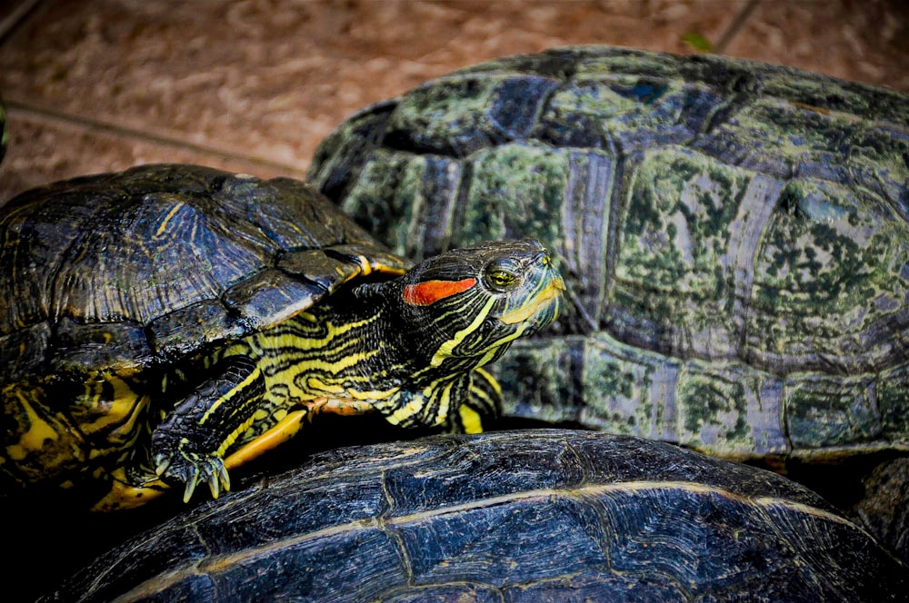 black and yellow turtle on brown sand