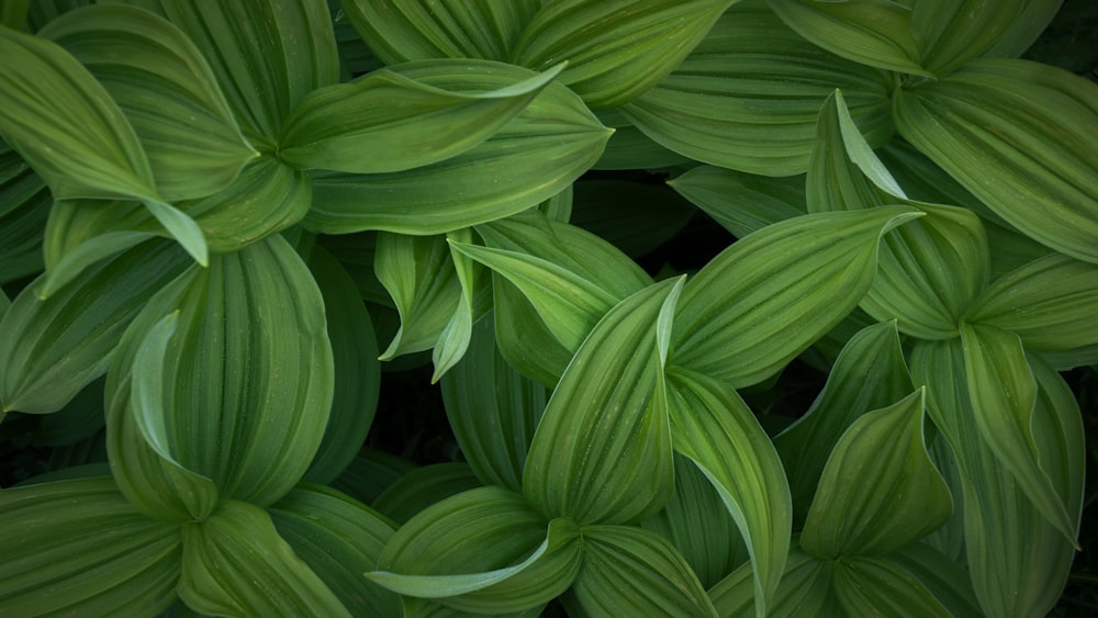 planta de folhas verdes durante o dia