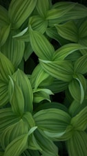 green leaves plant during daytime