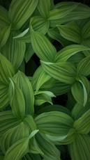 green leaves plant during daytime